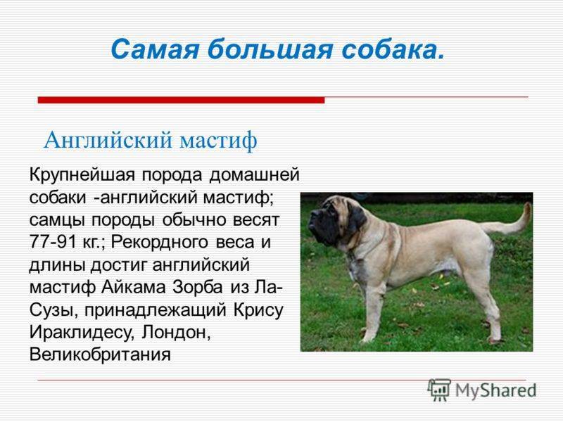 Доги — фото, разновидности породы собак, описание и характеристика
