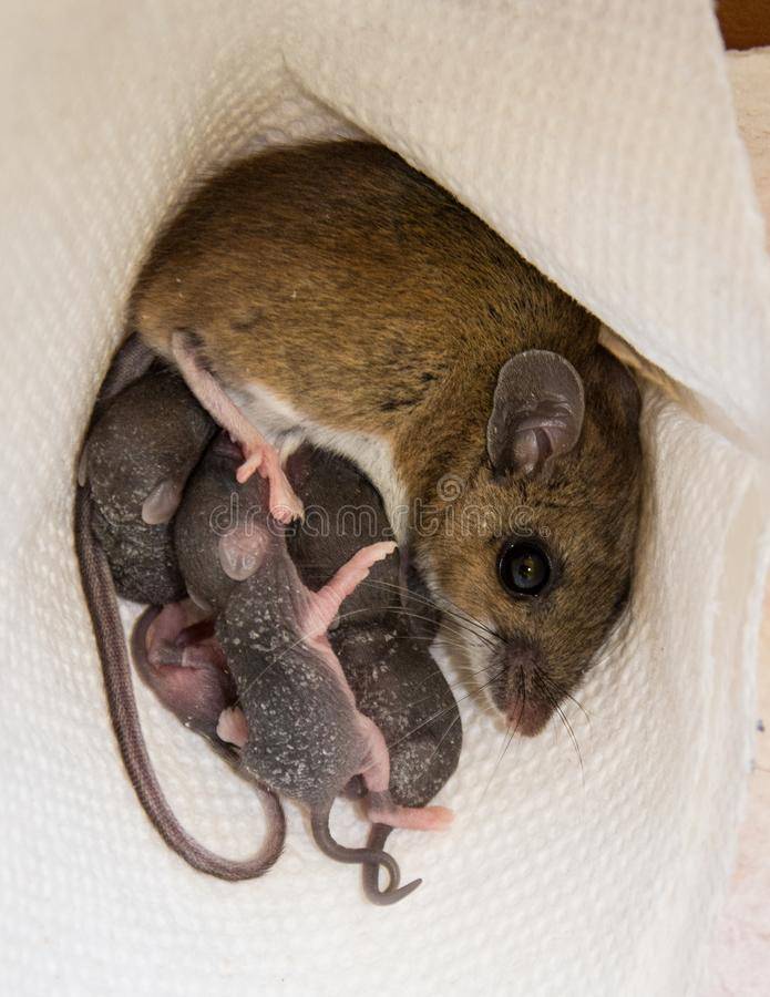 О живут мыши;продолжительность жизни мышей