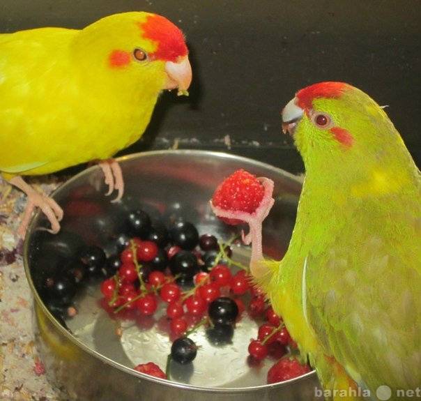 Кого выбрать: кореллу или волнистого попугая, кто лучше для содержания, какой лучше разговаривает, отзывы