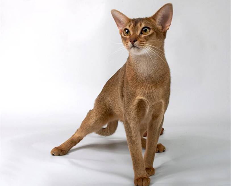 Абиссинский кот: описание породы и характера, стандарт, продолжительность жизни, уход и содержание