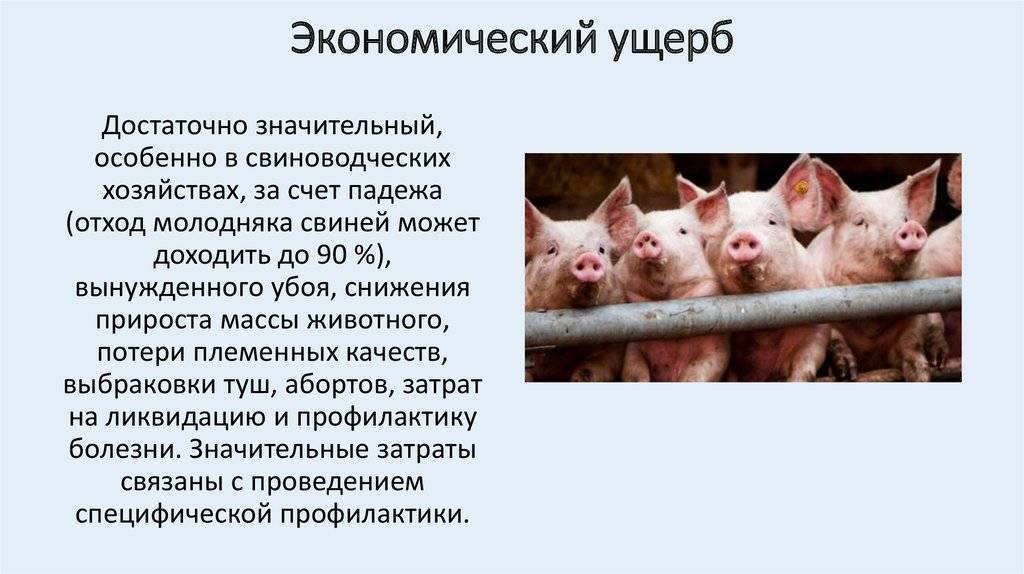 Первые симптомы болезни собак: причины и лечениеветлечебница рос-вет
