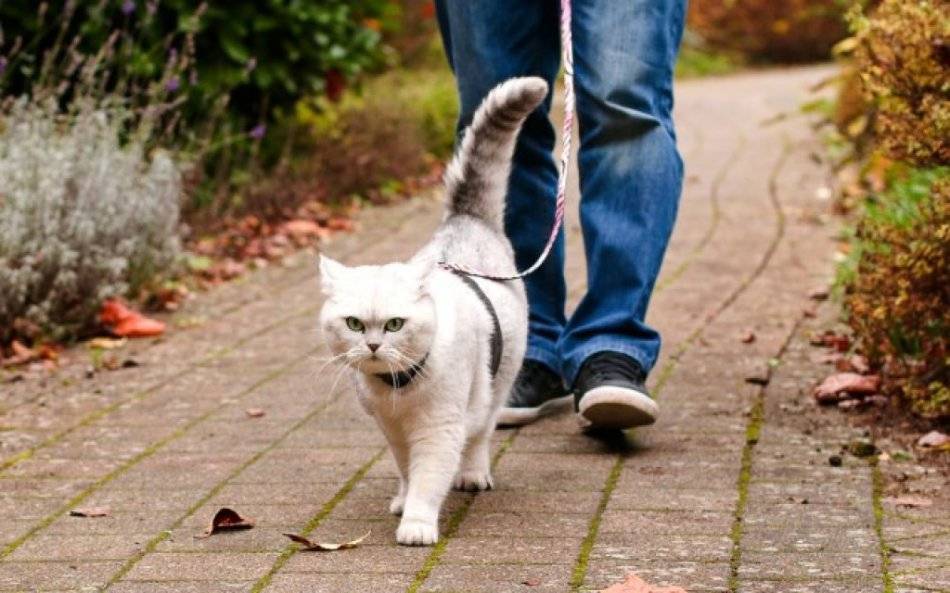 Можно ли выгуливать кошку: советы, рекомендации и правила выгула