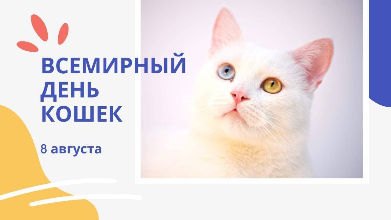 День кошек в россии отмечают 1 марта: какие породы живут в нашей стране