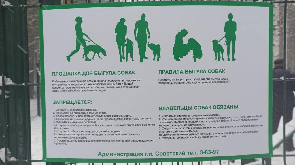 Правила поведения на площадке для выгула и дрессировки собак | hill's pet