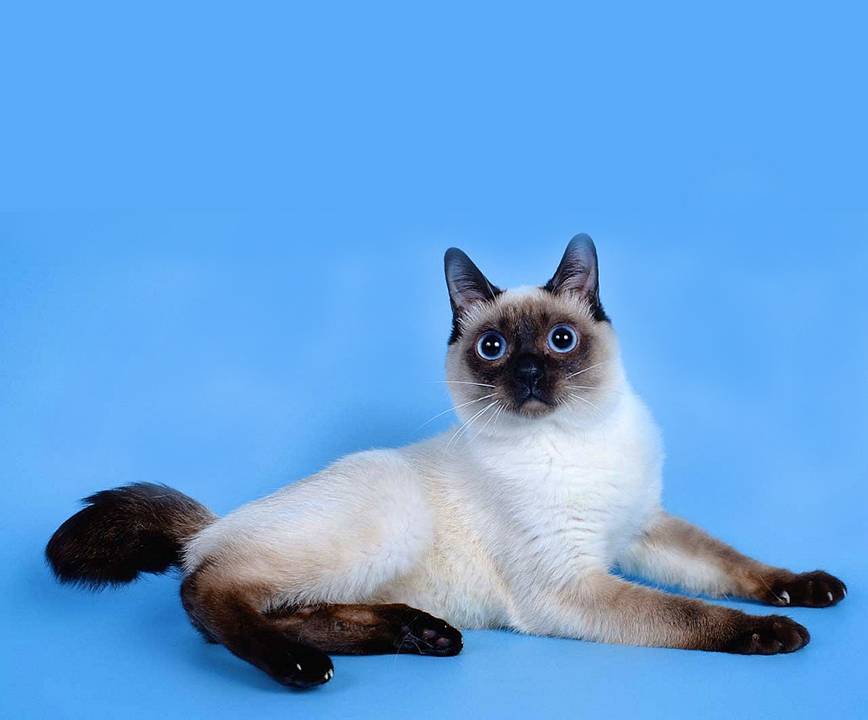 Скиф тай дон (скиф той боб, той боб): кошка маленьких размеров