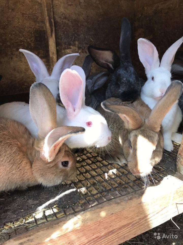 Разведение кроликов в яме: правила ямного содержания с выгулом. плюсы и минусы технологии. в какой яме можно разводить кроликов?