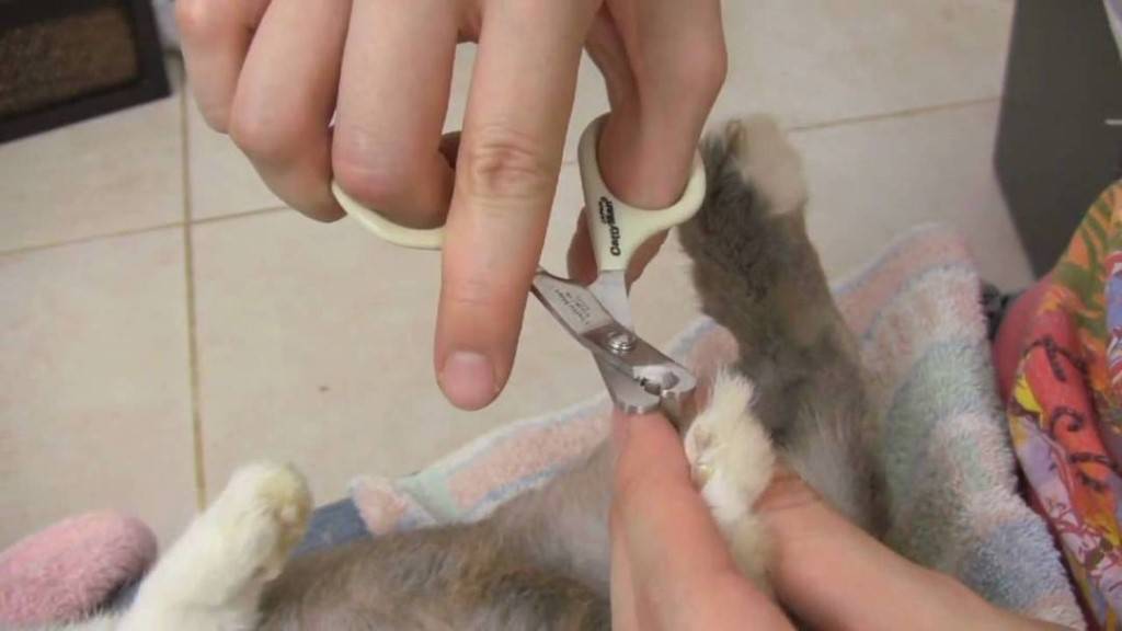 Как правильно подстричь кролику когти в домашних условиях - блогфермера