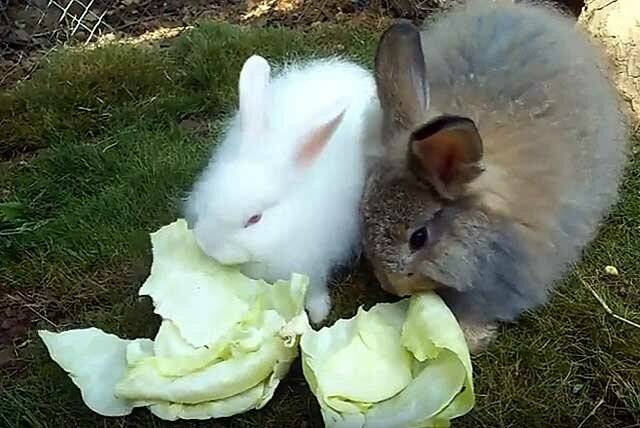 Можно ли давать кроликам капусту: польза или вред, правила кормления