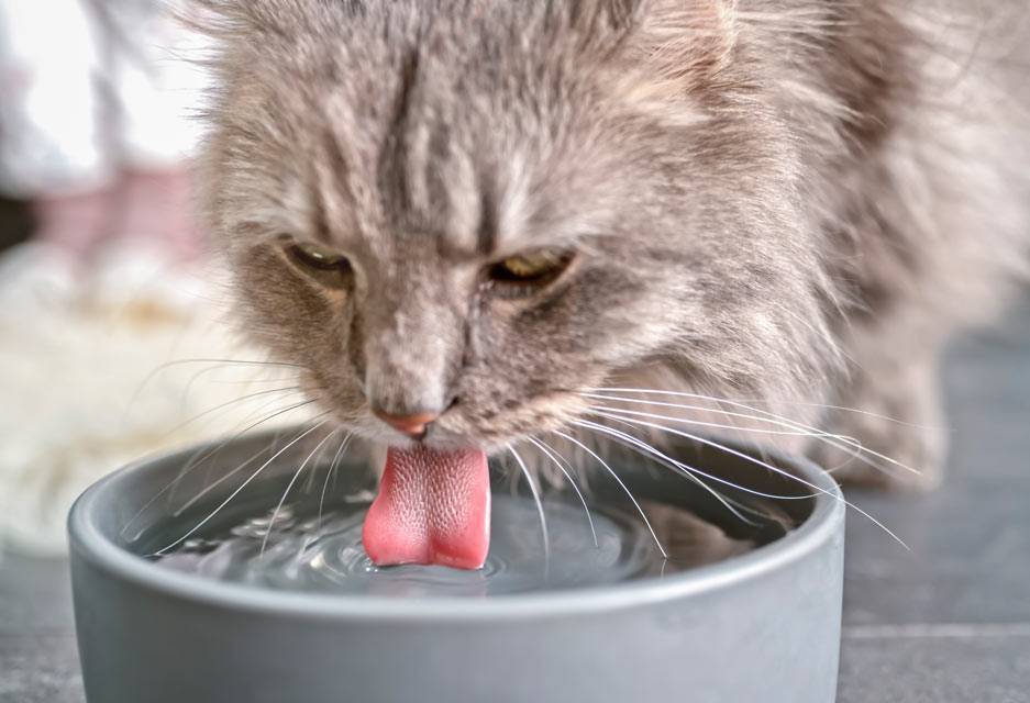 Значимость питьевой воды для кошки | hill's pet