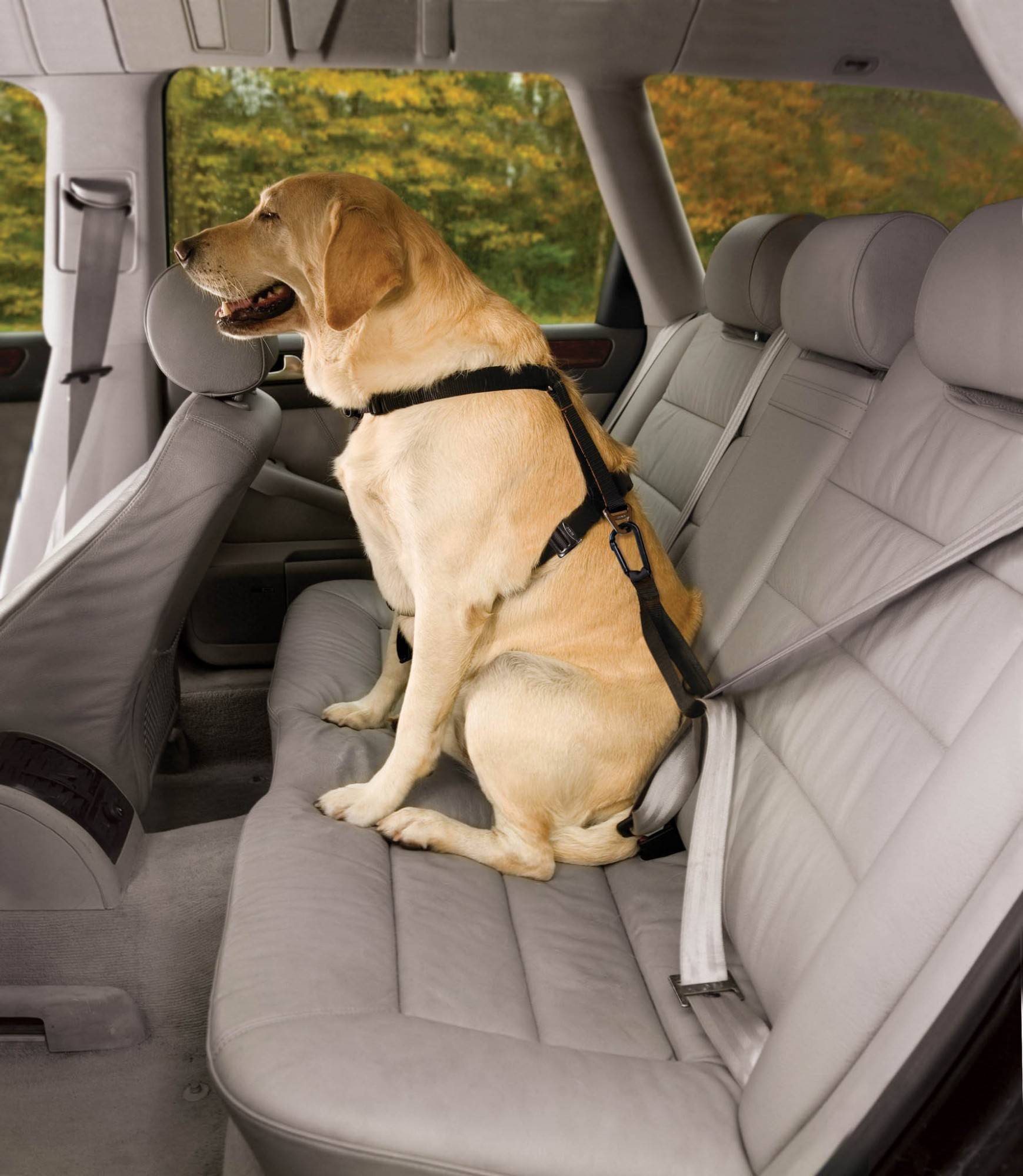 Как правильно перевозить собаку в машине: приучение и приспособления