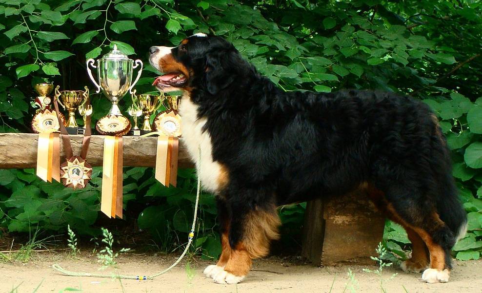 Разбираемся с породами собак. бернский зенненхунд.