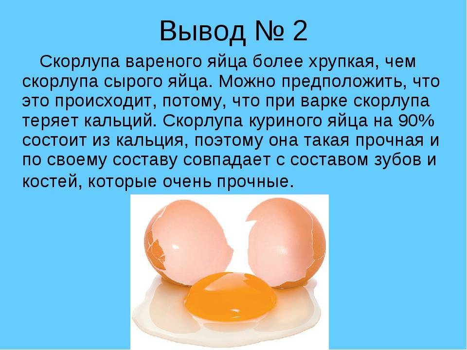 Можно ли собакам яйца: вареные и сырые, а также скорлупу