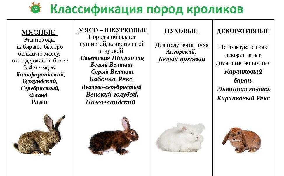 Самый маленький кролик: декоративные породы, описание, как отличить от обычного