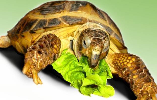 Чем кормить черепаху (виды корма)