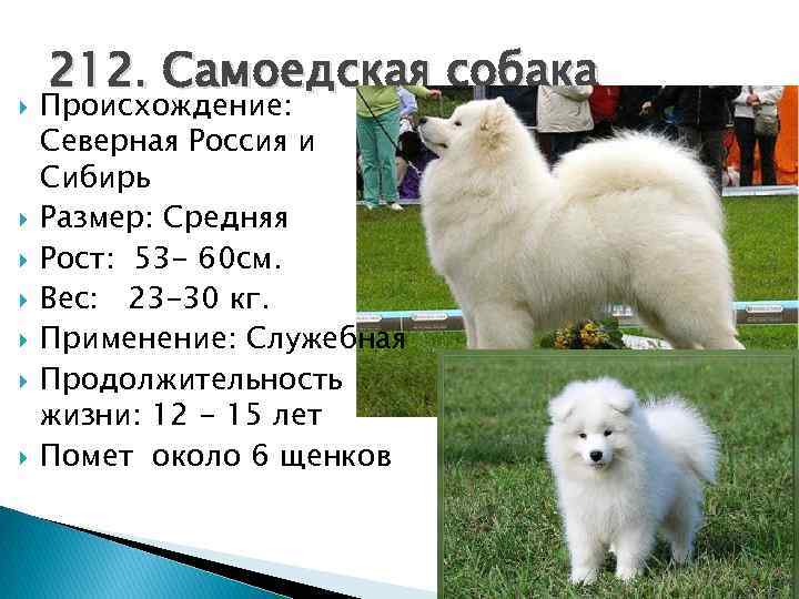 Мой опыт содержания зсл в городской однушке – отзывы про западно-сибирскую лайку