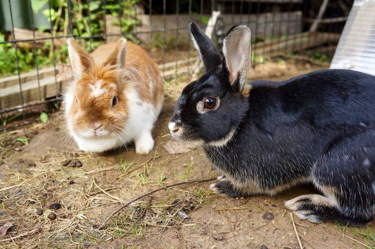Маленькие кролики. карликовые домашние породы кроликов.