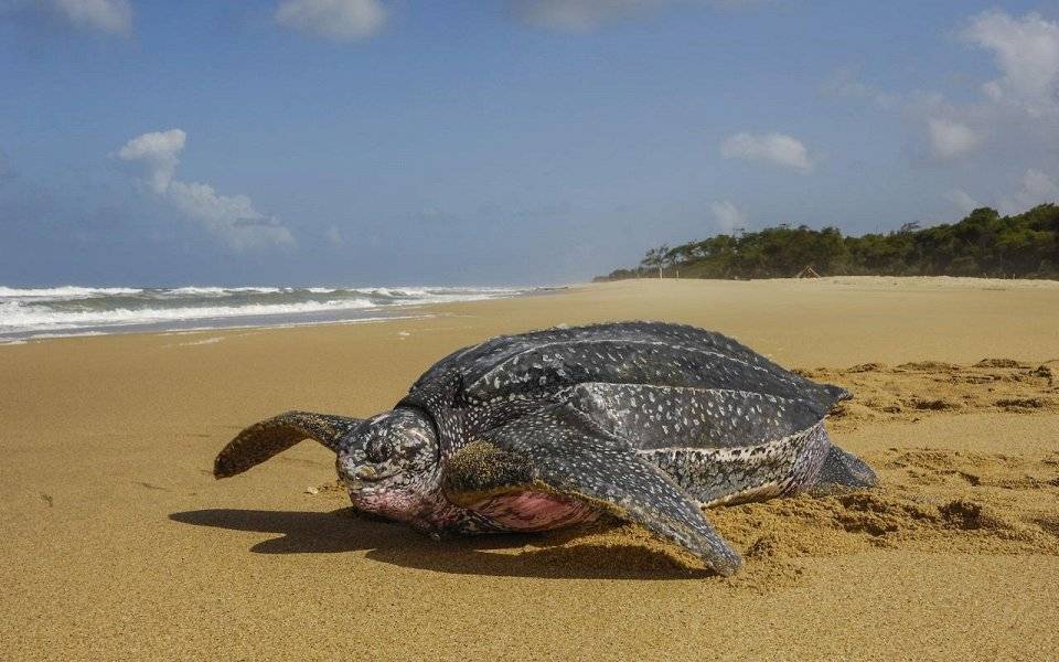 Кто медленнее: черепаха или улитка?