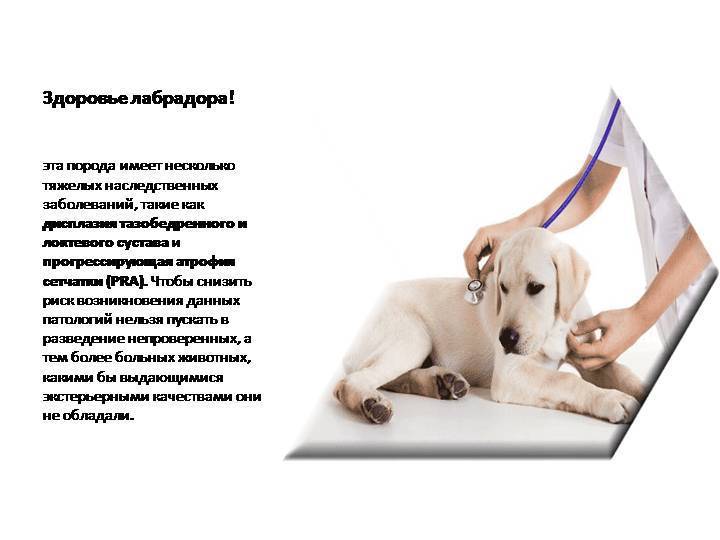 Лабрадоры: продолжительность жизни и причины ранней смерти