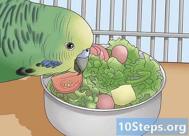 Советы для тех, кто решил завести дома попугая