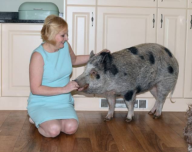 Болезни свиней и мини пигов, опасные для здоровья человека