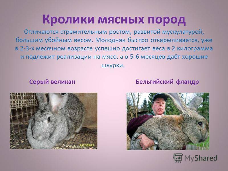 Кролик серый великан — описание породы