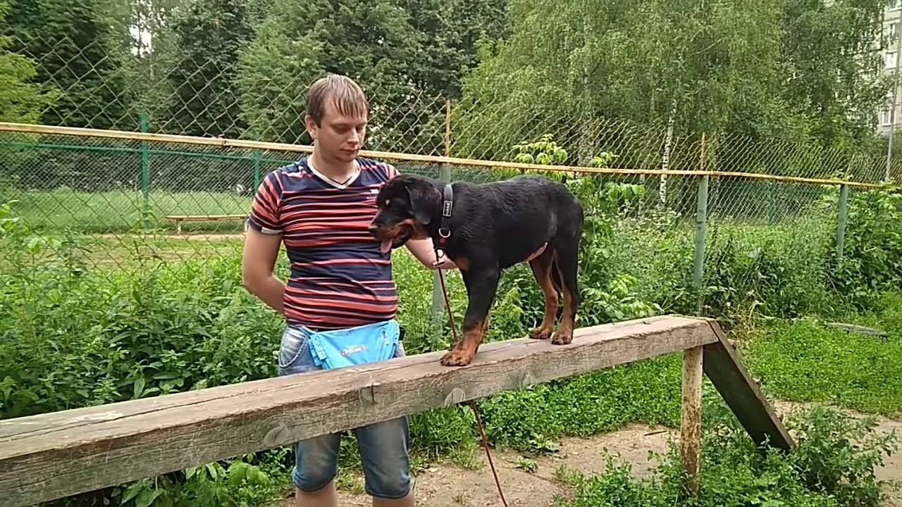 Как дрессировать ротвейлера (с иллюстрациями)