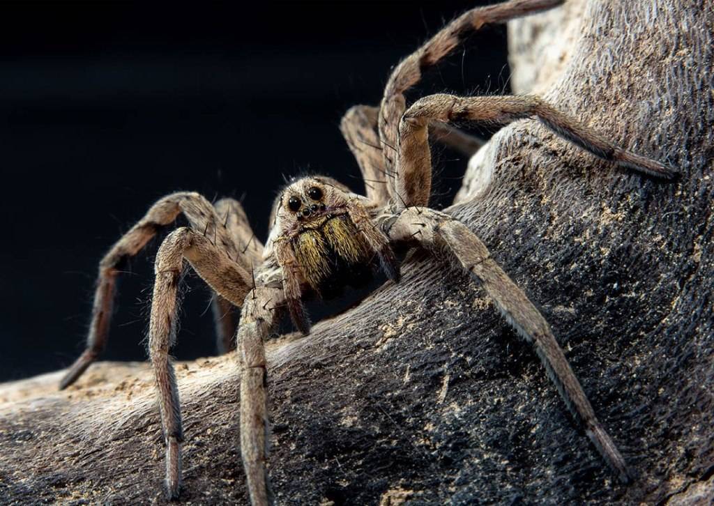 Где живут разные пауки-птицееды: место обитания тарантула