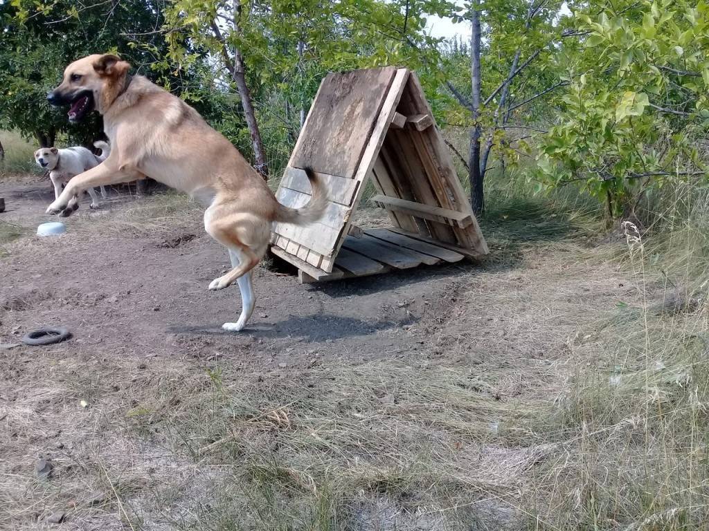 Как приучить собаку к будке