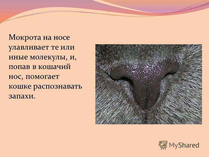 Какой должен быть нос у кошки: мокрый, холодный, сухой, горячий | luculentia.ru