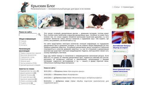 Как сделать крыске укол? часто задаваемые вопросы по болезням декоративных крыс