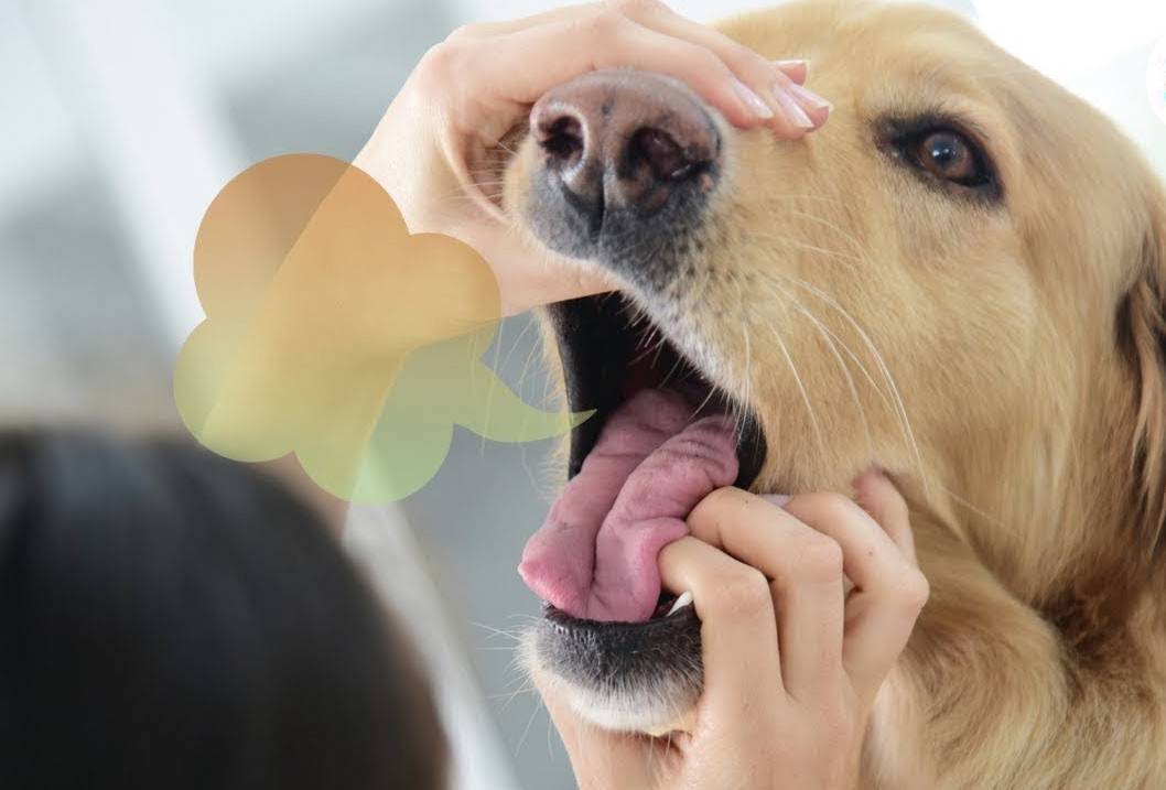Почему возникает резкий запах из пасти собаки? | кожные заболевания у собак