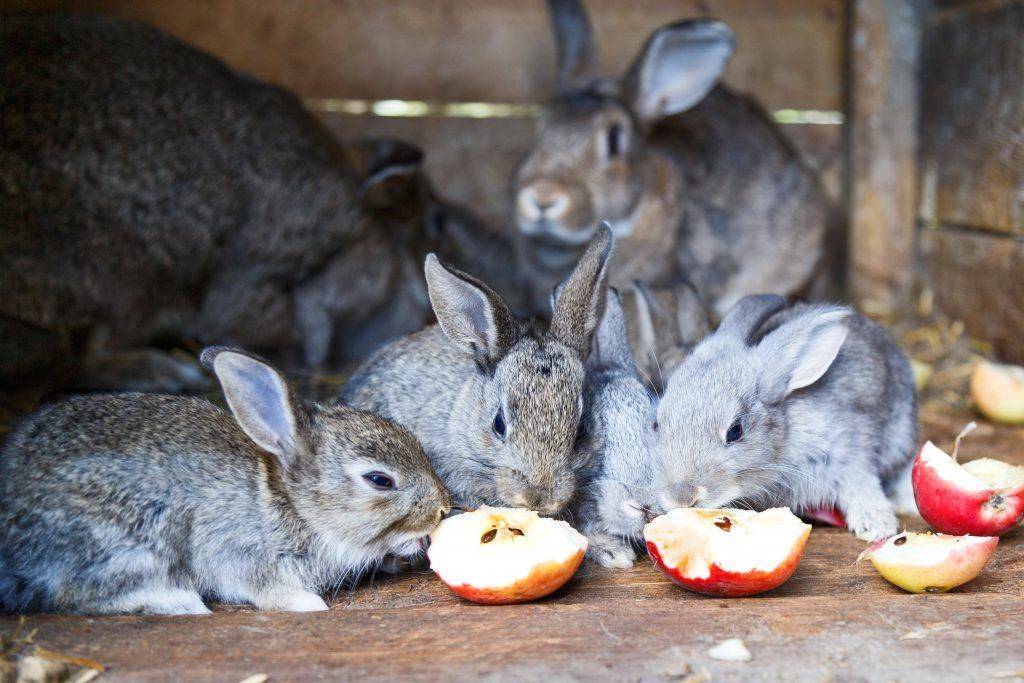 Можно ли кроликам давать яблоки, как кормить кроликов яблоками