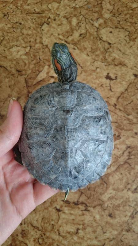 скол на панцире у черепахи. панцирь красноухой черепахи. белый панцирь у красноухой черепахи. пластинка панциря черепахи красноухие. чёрные пятна на панцире красноухой.