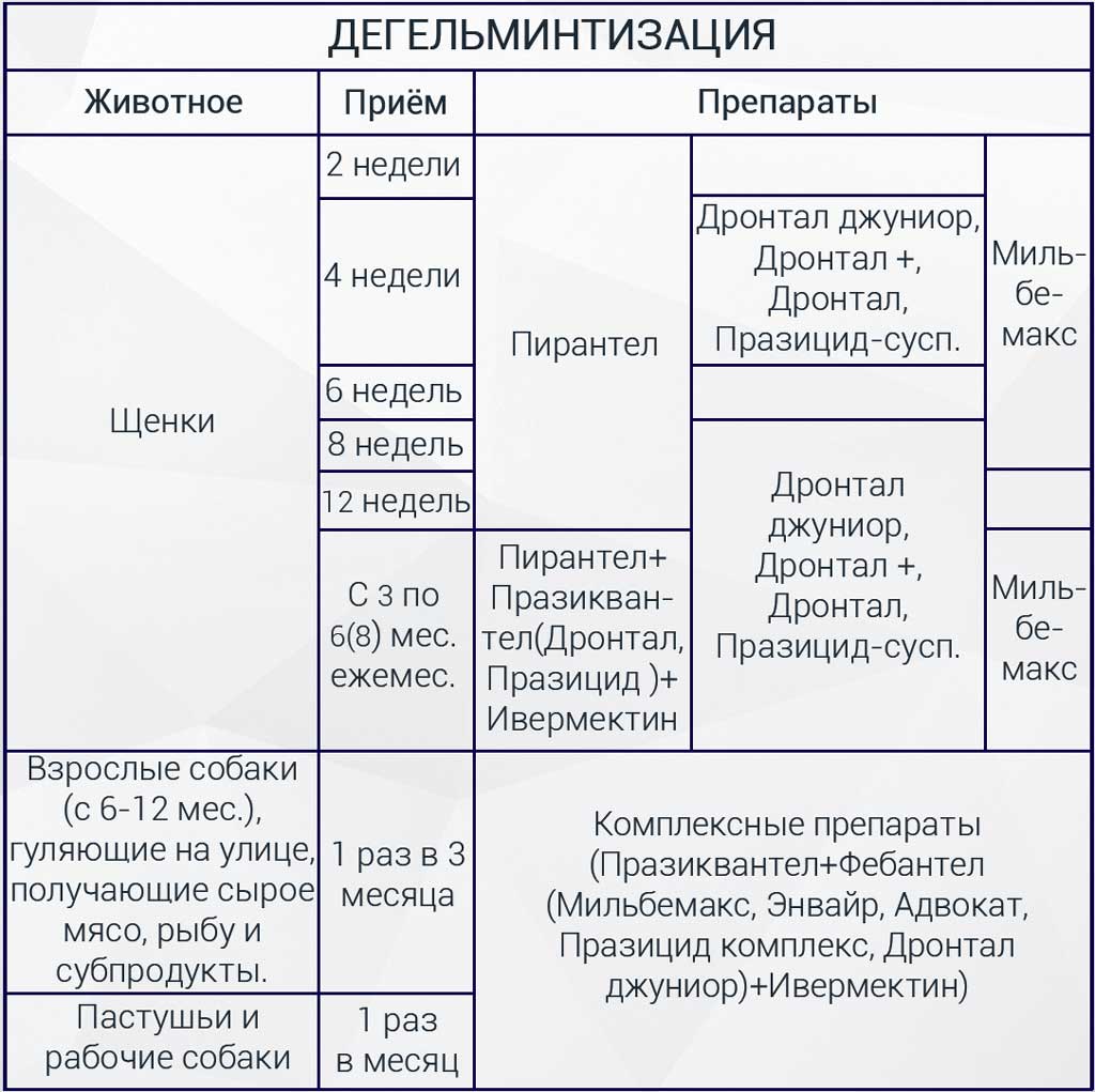 Дегельминтизация собак: как глистогонить собаку, за сколько дней до прививки