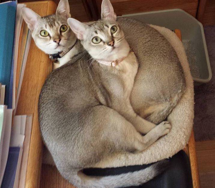 Сингапурские кошки: описание породы, характер, здоровье