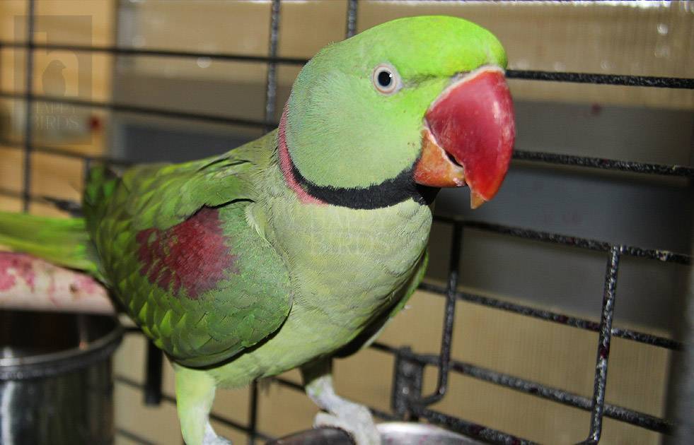 Александрийский попугай мачо: фото и содержание, отзывы владельцев