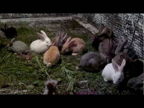 Особенности разведения кроликов в яме