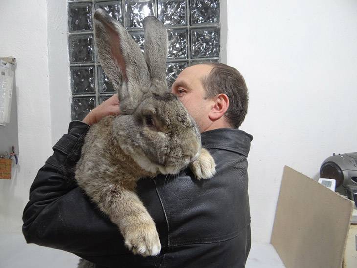 Как разводить больших кроликов?
