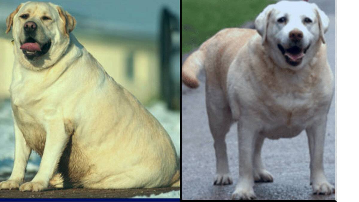 Сколько весит самая толстая собака в мире? история собаки