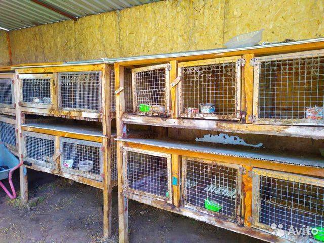 Сколько стоит декоративный кролик в зоомагазине: цена