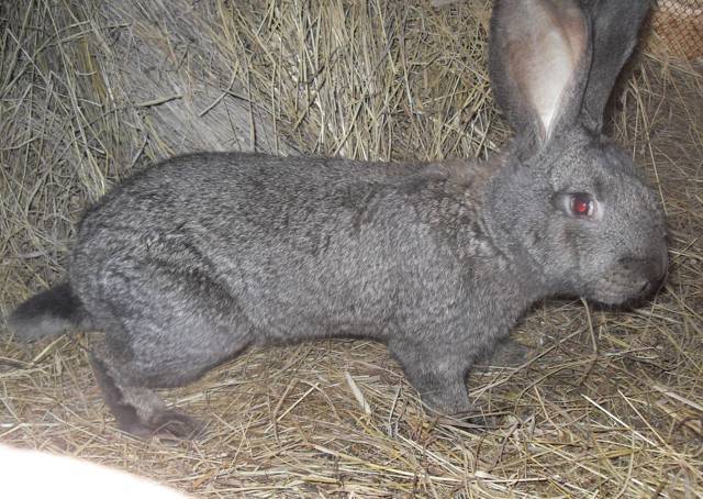 Кролики породы ризен: описание, фото, характеристики