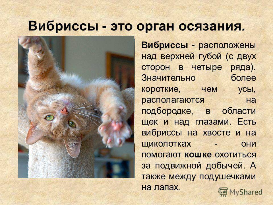 Что будет, если коту обрезать усы: возможные последствия