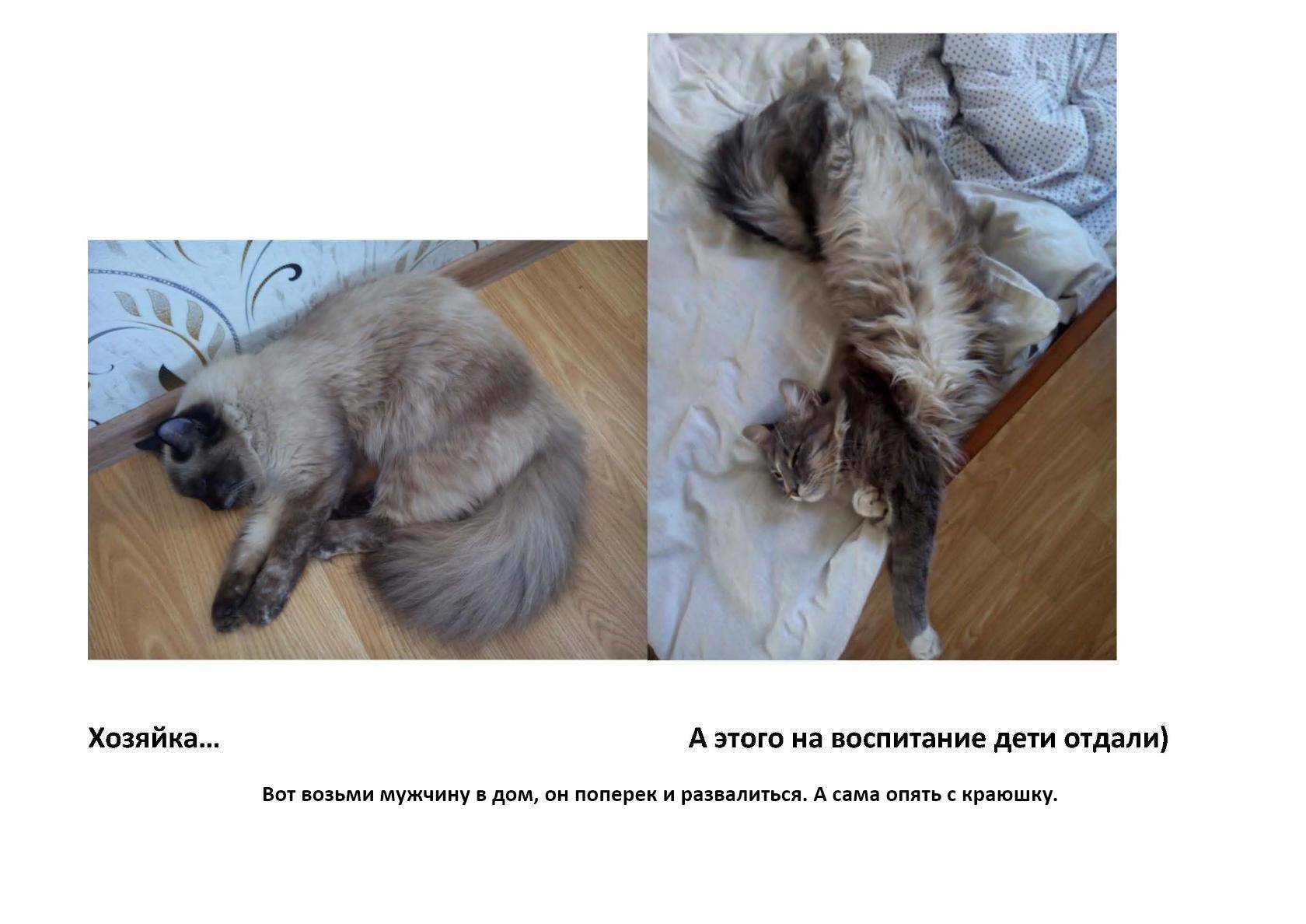 Один дома. как долго кот может продержаться в квартире без вас | общество | аиф украина