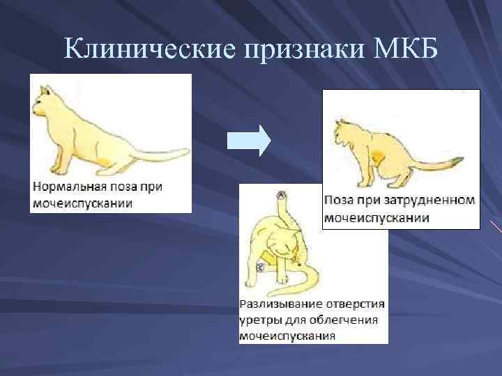 Узи почек у животных: кошек, собак и других животных в россии