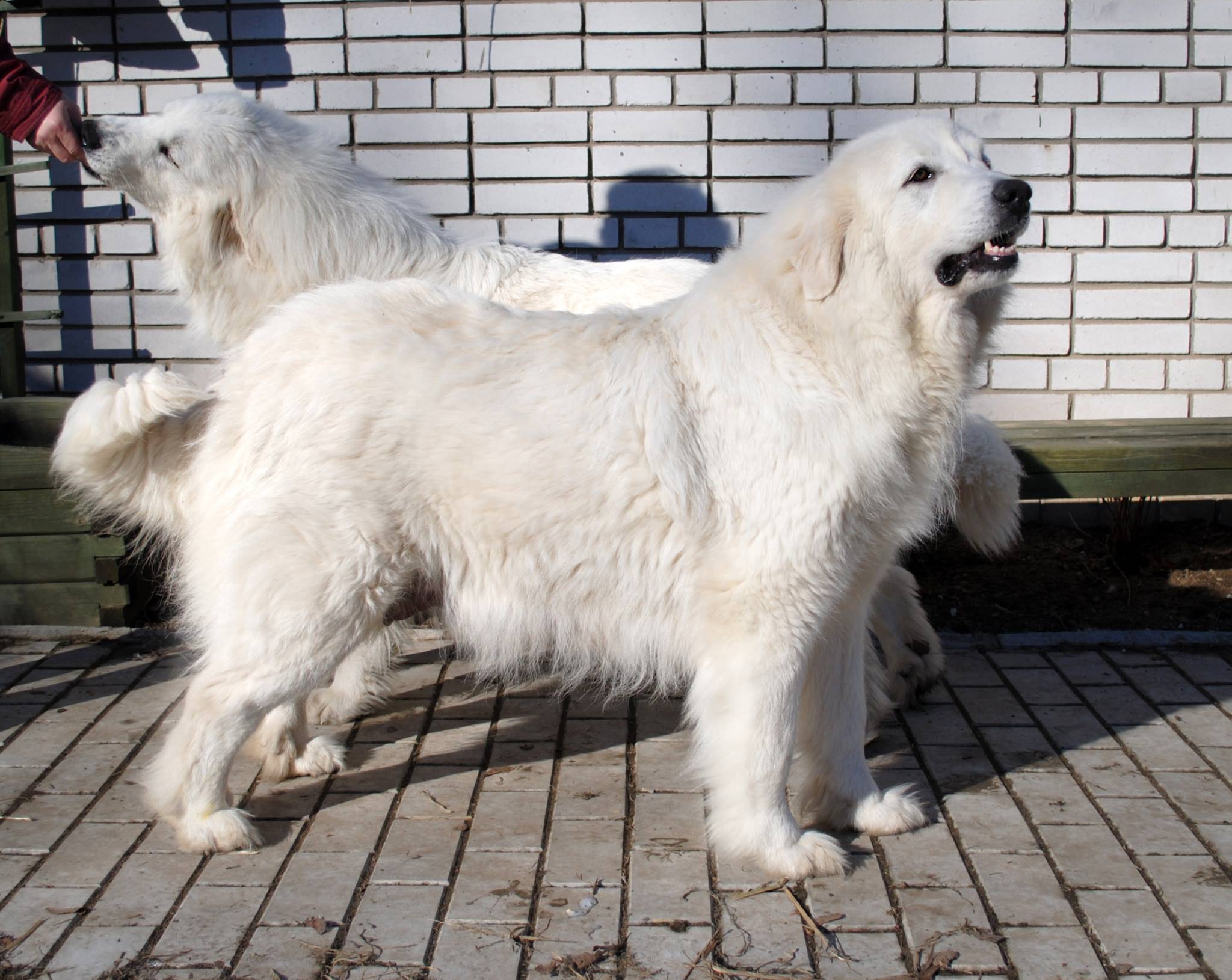 Пиренейская горная собака: фото, описание породы, характера