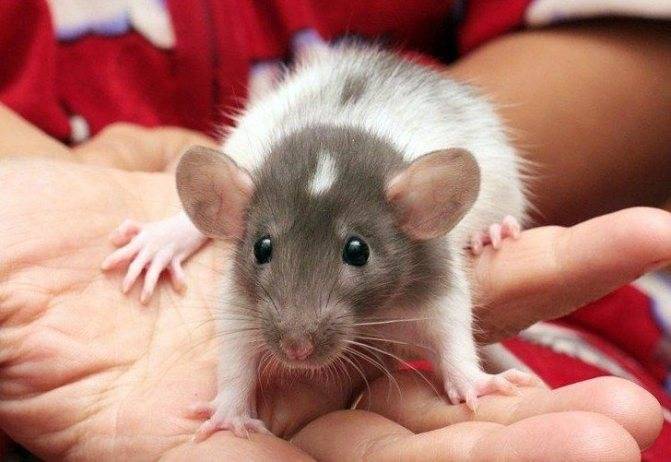 Как дрессировать крыс? дрессировка в домашних условиях. как приучить к рукам? особенности воспитания декоративных крыс