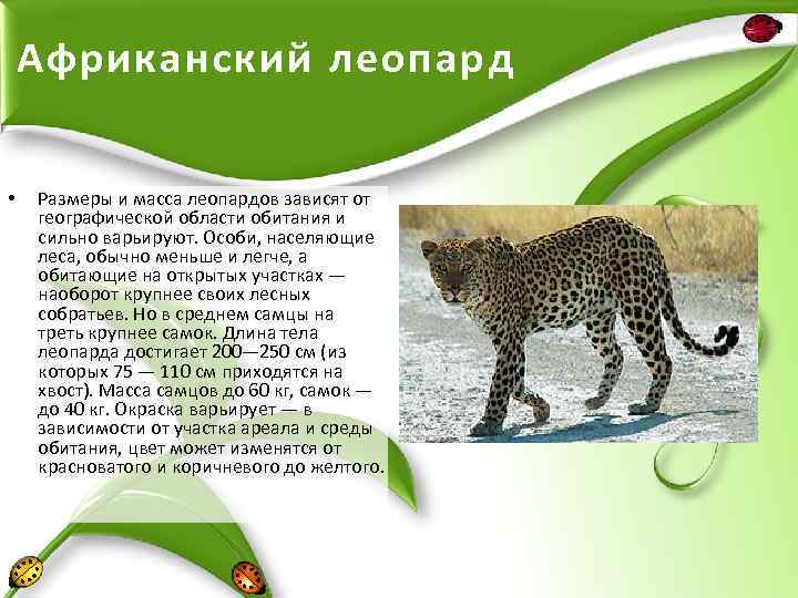 ᐉ китайская (горная) кошка или гобийская серая: фото, содержание - zoogradspb.ru