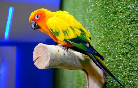 Большие попугаи (24 фото): породы крупных домашних попугаев. сколько лет они живут? выбор купалки, присада и других приспособлений для их содержания