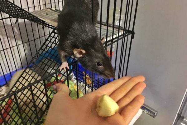 Можно ли домашней крысе давать банан, почему и сколько