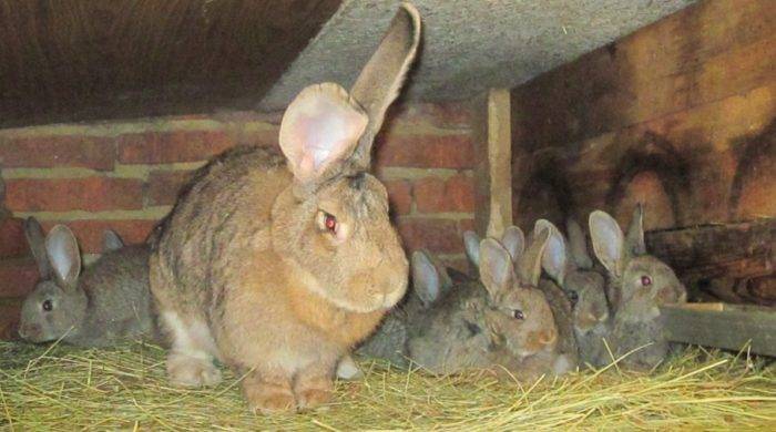 Немецкий кролик ризен: характеристика и описание породы, разведение и уход